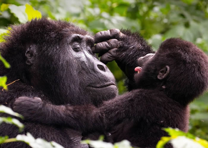Gorilla Safarus