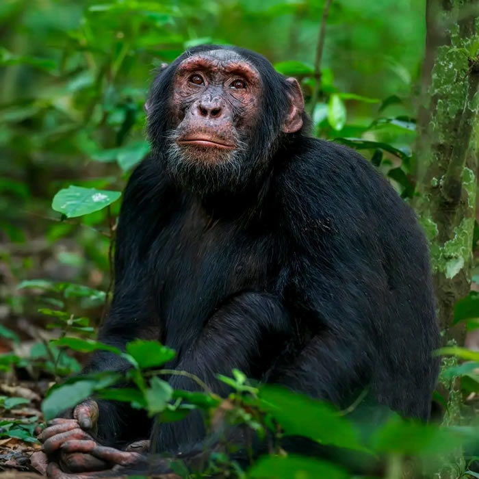 Kibale Forest 2