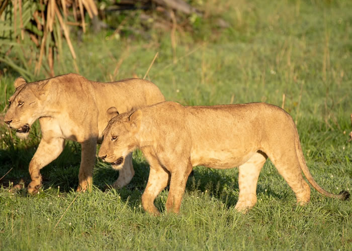 Lions in Uganda