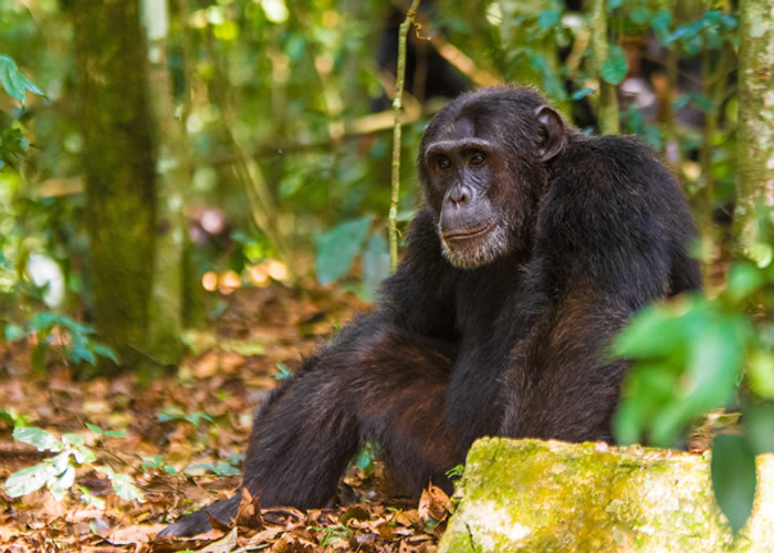 chimp