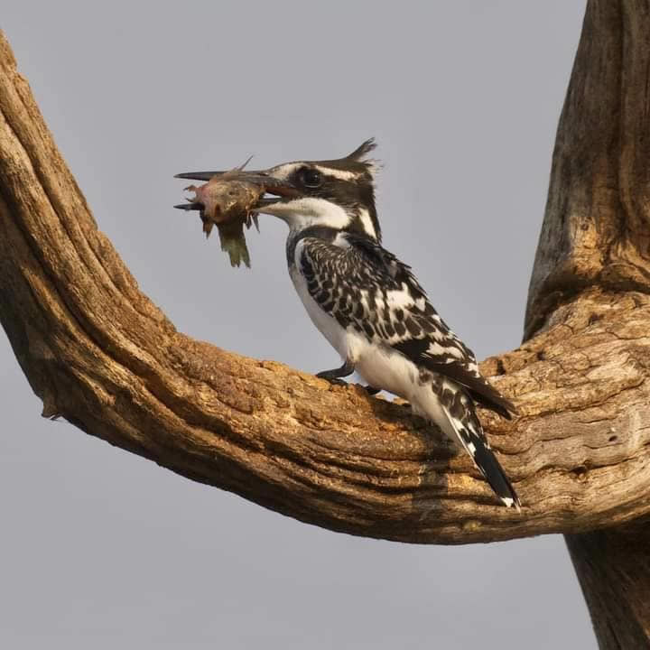birding tohrs
